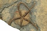 Ordovician Fossil Starfish With Brittle Star - Morocco #249066-2